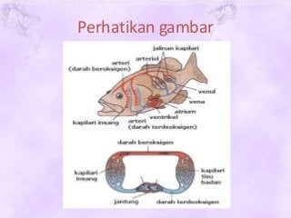 Detail Gambar Sistem Peredaran Darah Pada Ikan Nomer 46