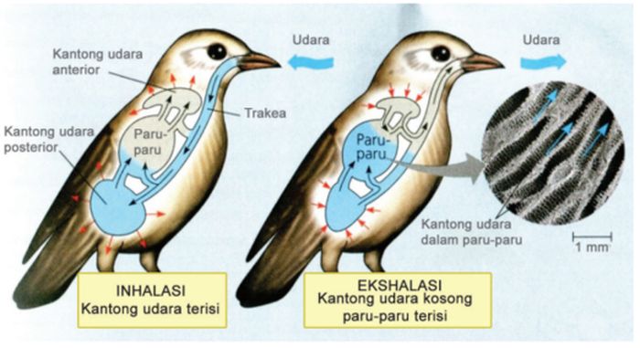 Gambar Sistem Pernapasan Pada Burung - KibrisPDR