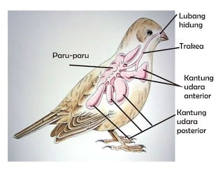 Detail Gambar Sistem Pernapasan Pada Burung Nomer 11