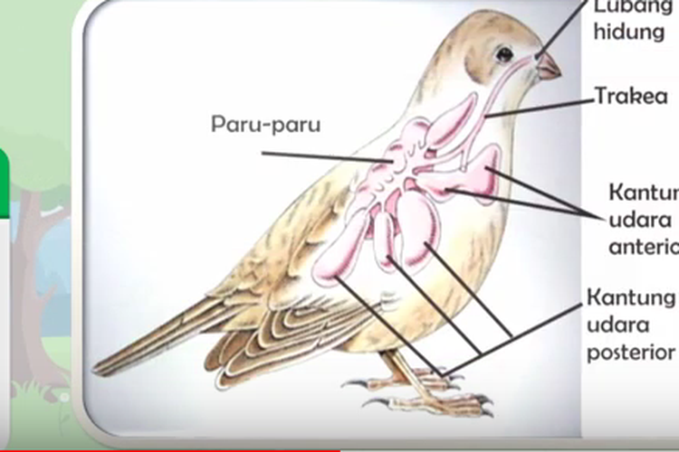 Detail Gambar Sistem Pernapasan Pada Burung Nomer 12