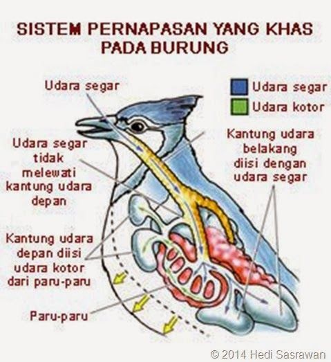 Detail Gambar Sistem Pernapasan Pada Burung Nomer 16