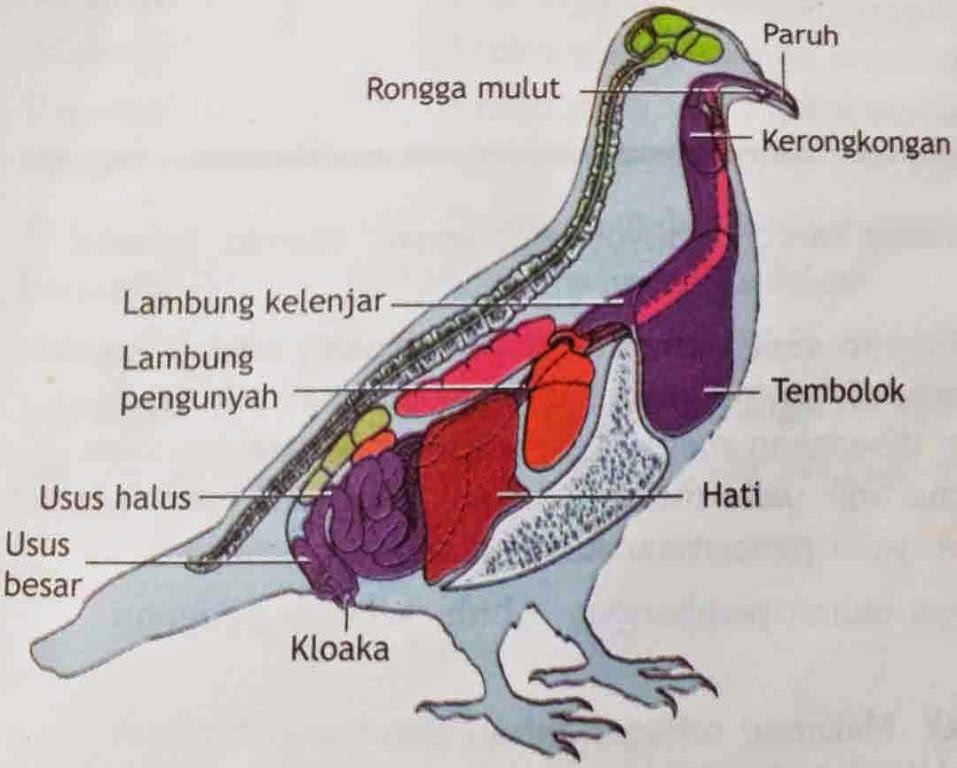 Detail Gambar Sistem Pernapasan Pada Burung Nomer 17
