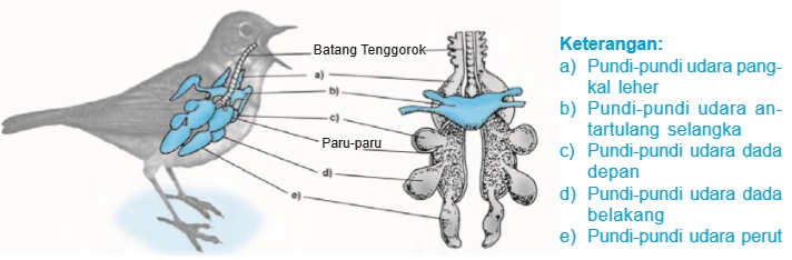 Detail Gambar Sistem Pernapasan Pada Burung Nomer 21