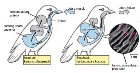 Detail Gambar Sistem Pernapasan Pada Burung Nomer 23