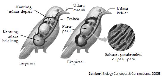 Detail Gambar Sistem Pernapasan Pada Burung Nomer 25