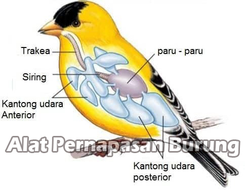 Detail Gambar Sistem Pernapasan Pada Burung Nomer 4