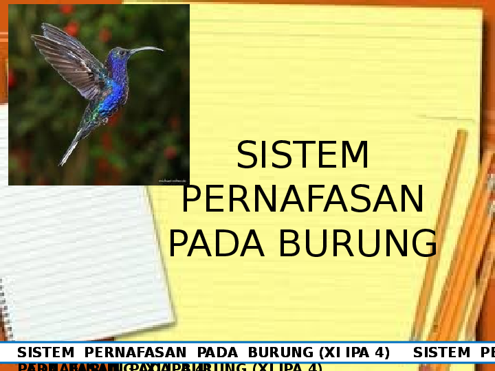 Detail Gambar Sistem Pernapasan Pada Burung Nomer 27