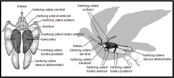 Detail Gambar Sistem Pernapasan Pada Burung Nomer 31