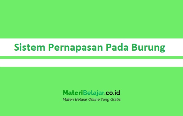 Detail Gambar Sistem Pernapasan Pada Burung Nomer 32