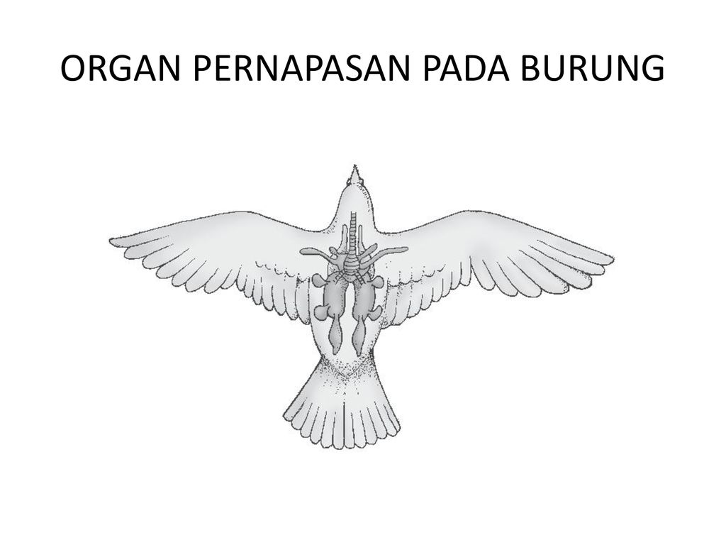 Detail Gambar Sistem Pernapasan Pada Burung Nomer 34