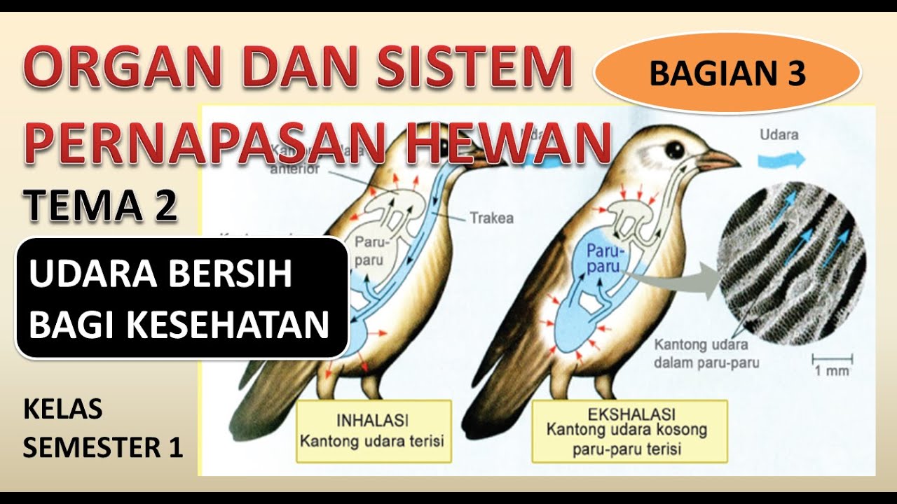 Detail Gambar Sistem Pernapasan Pada Burung Nomer 43