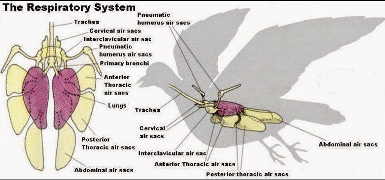 Detail Gambar Sistem Pernapasan Pada Burung Nomer 44