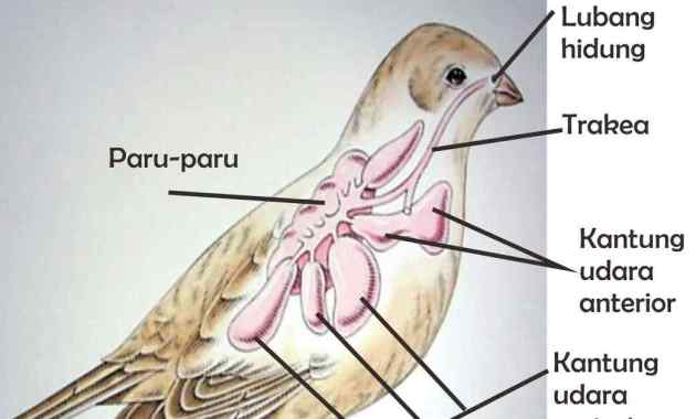 Detail Gambar Sistem Pernapasan Pada Burung Nomer 52