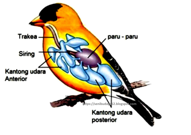 Detail Gambar Sistem Pernapasan Pada Burung Nomer 8