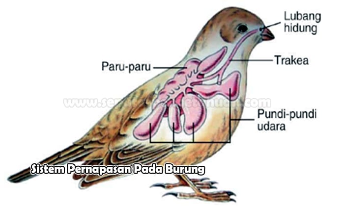 Detail Gambar Sistem Pernapasan Pada Hewan Nomer 12