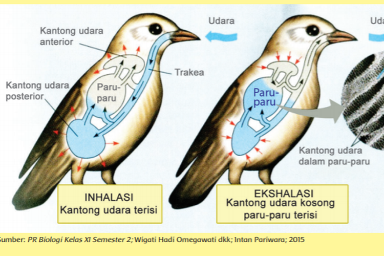 Detail Gambar Sistem Pernapasan Pada Hewan Nomer 5