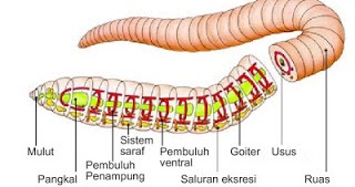 Detail Gambar Sistem Pernapasan Pada Hewan Nomer 43