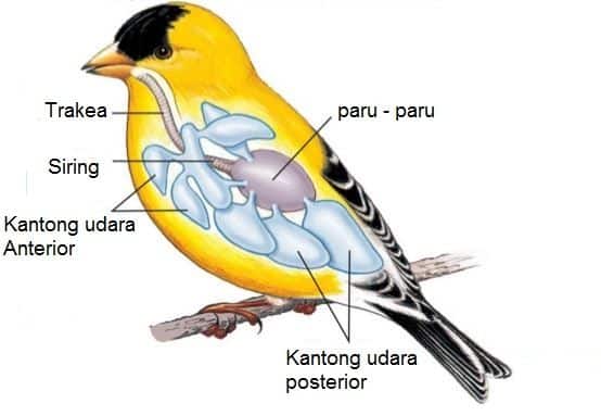 Detail Gambar Sistem Pernapasan Pada Hewan Nomer 6