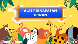 Detail Gambar Sistem Pernapasan Pada Hewan Nomer 52