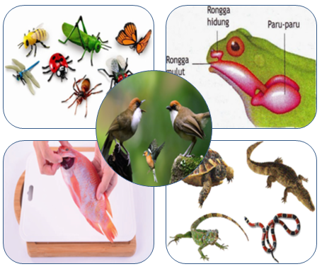 Detail Gambar Sistem Pernapasan Pada Katak Nomer 41