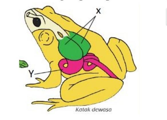 Detail Gambar Sistem Pernapasan Pada Katak Nomer 45