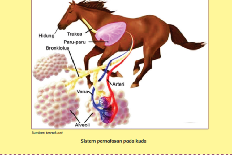 Detail Gambar Sistem Pernapasan Pada Katak Nomer 50