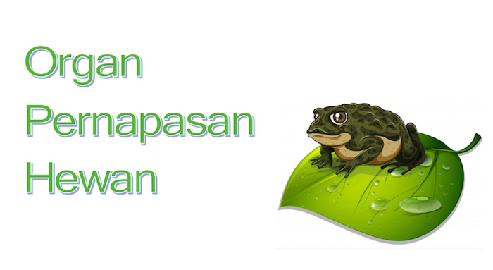 Detail Gambar Sistem Pernapasan Pada Katak Nomer 51