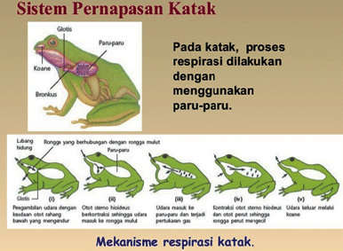 Detail Gambar Sistem Pernapasan Pada Katak Nomer 54