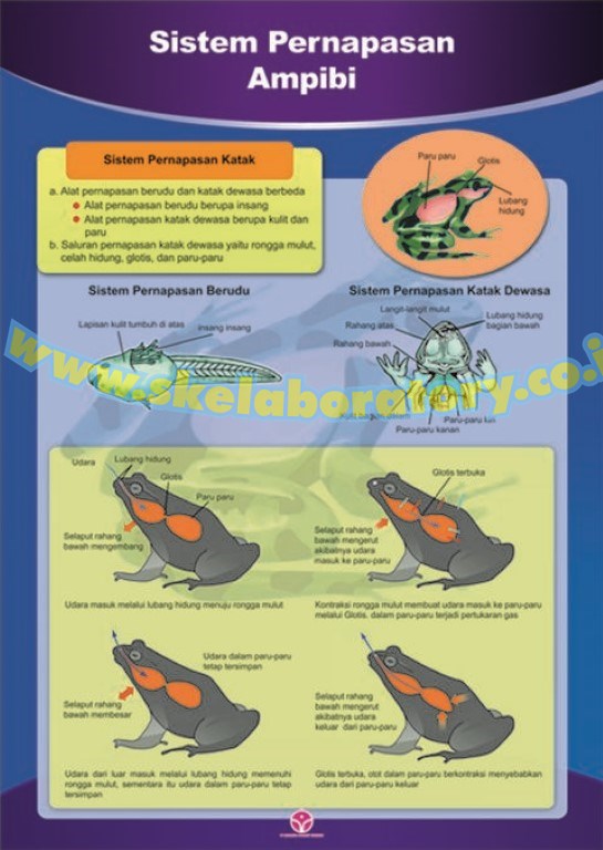 Detail Gambar Sistem Pernapasan Pada Katak Nomer 55