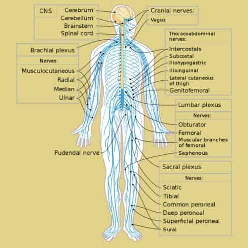 Detail Gambar Sistem Persyarafan Nomer 24