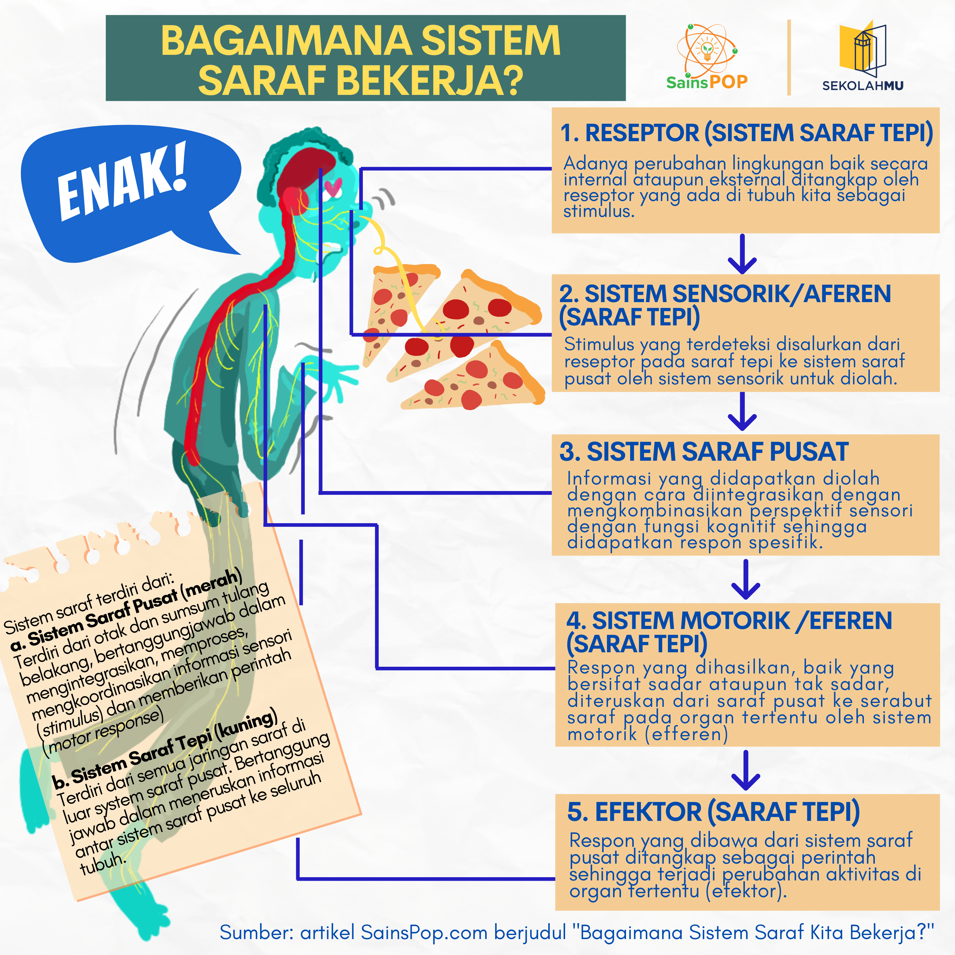 Detail Gambar Sistem Persyarafan Nomer 29