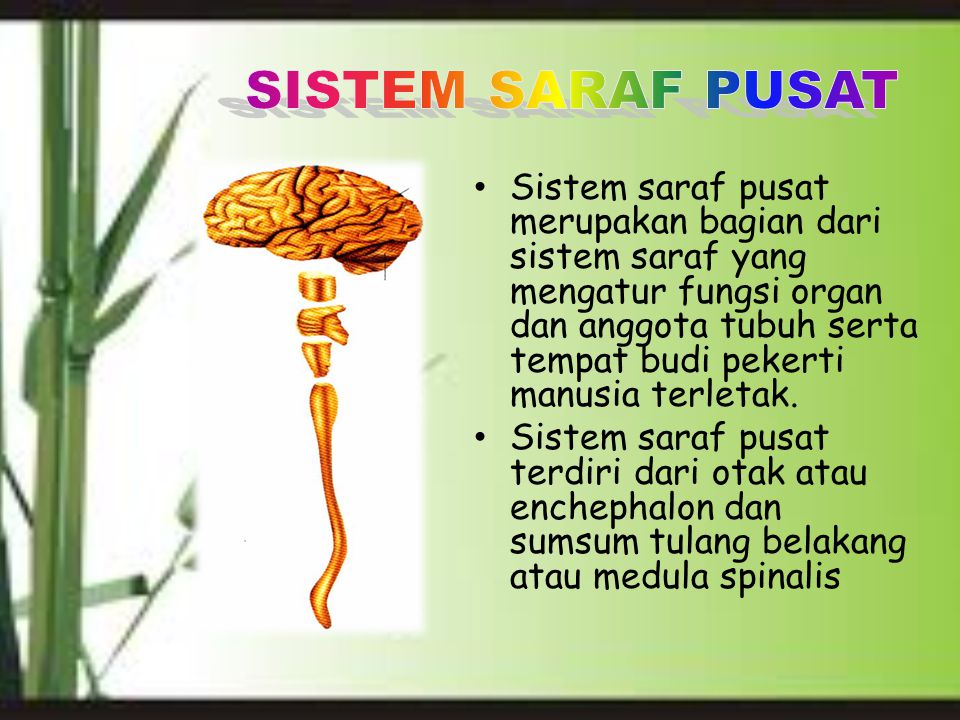 Detail Gambar Sistem Persyarafan Nomer 41