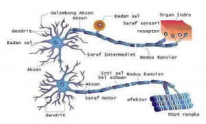 Detail Gambar Sistem Persyarafan Nomer 42