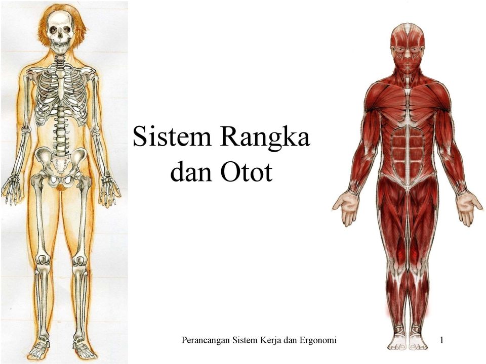 Detail Gambar Sistem Rangka Gambar System Otot Nomer 11