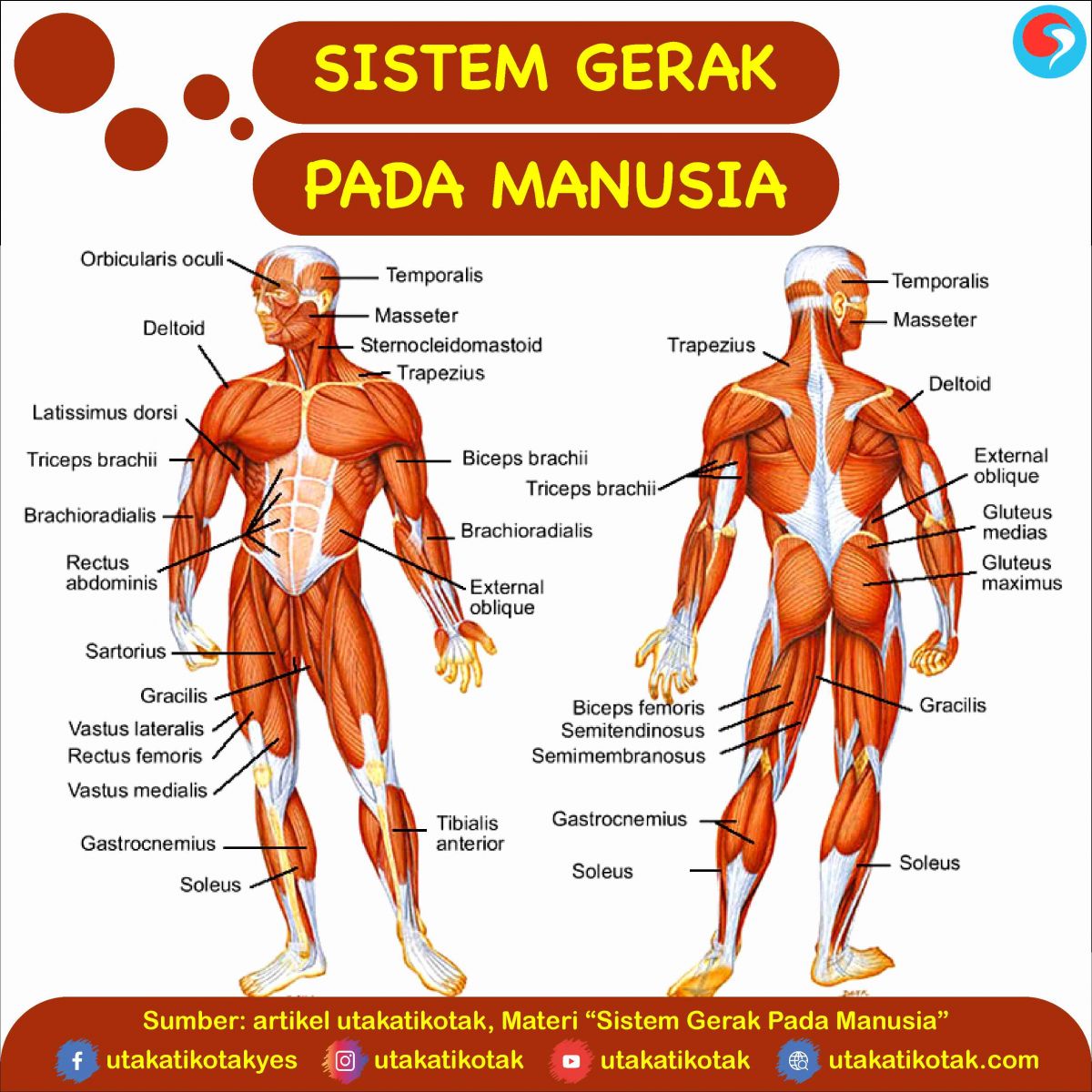 Detail Gambar Sistem Rangka Gambar System Otot Nomer 20