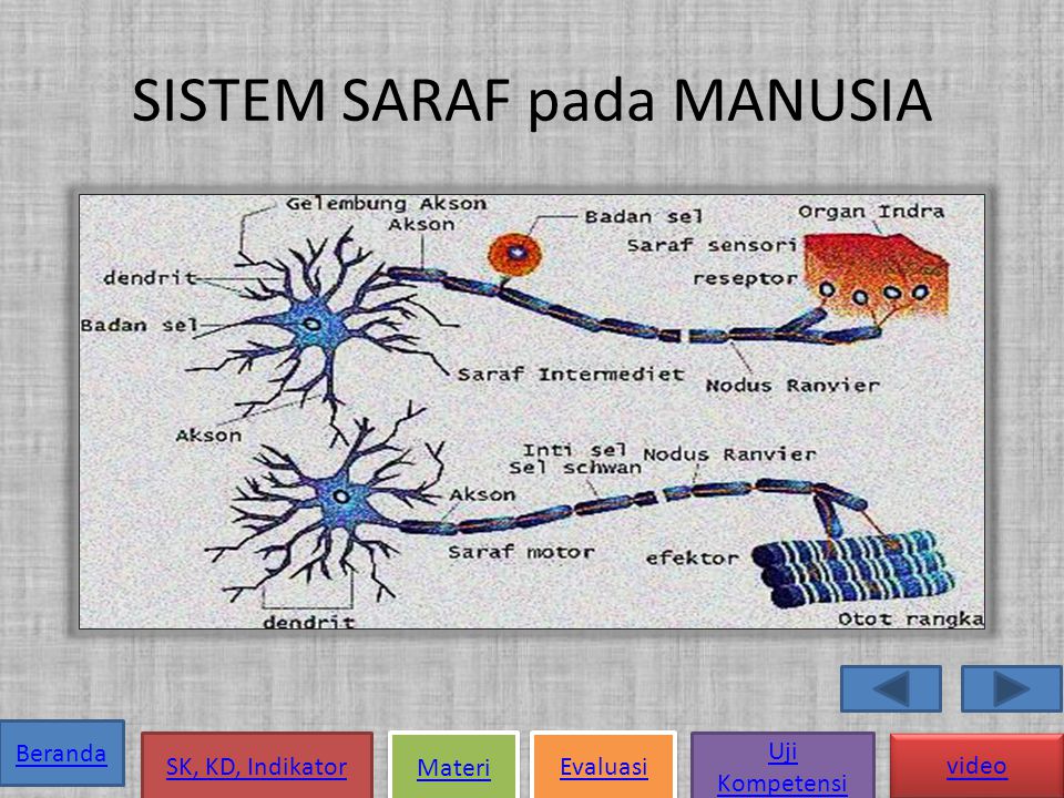 Detail Gambar Sistem Regulasi Nomer 12