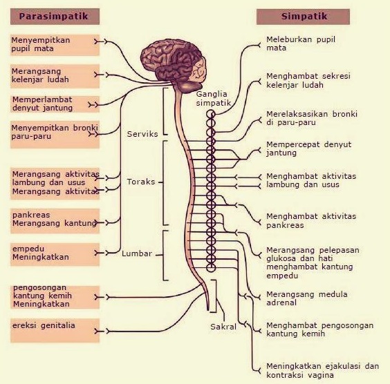 Detail Gambar Sistem Regulasi Nomer 17