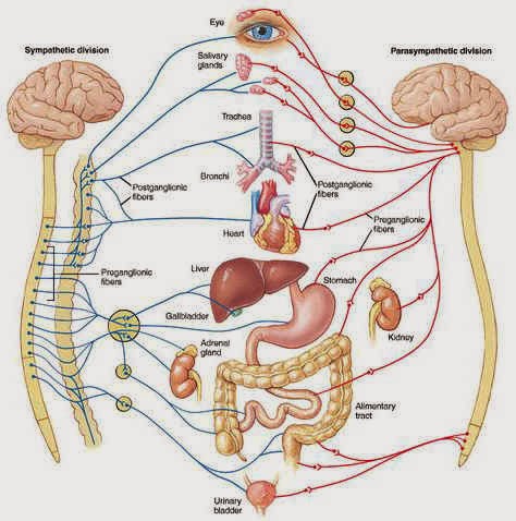 Detail Gambar Sistem Regulasi Nomer 8