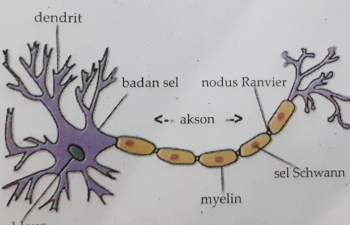 Detail Gambar Sistem Regulasi Nomer 9