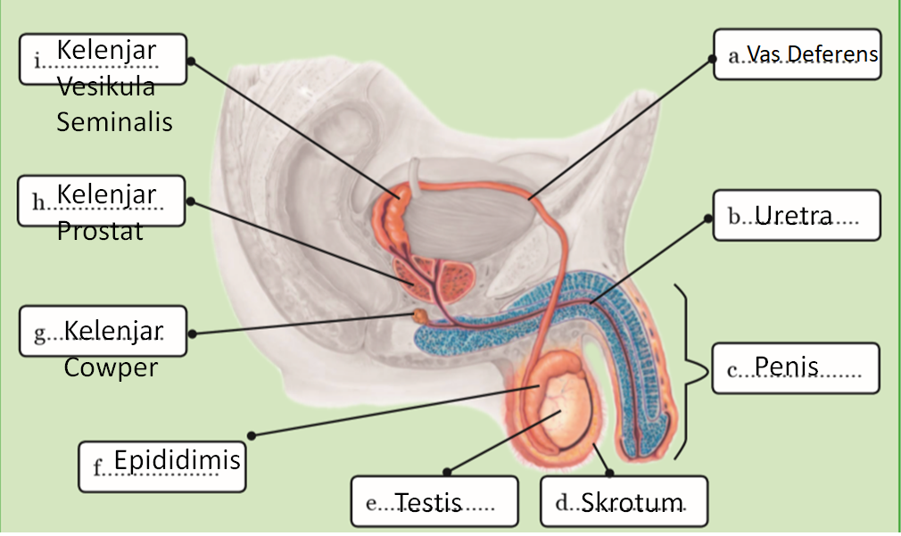 Detail Gambar Sistem Reproduksi Laki Laki Nomer 47