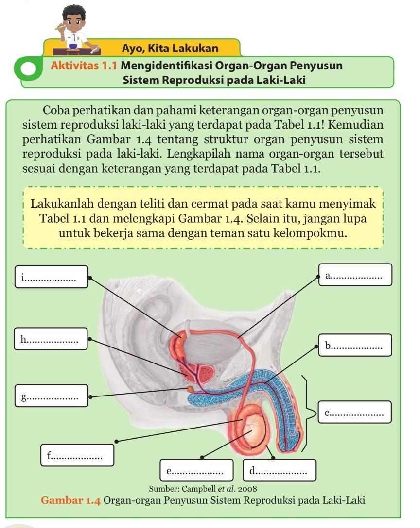 Detail Gambar Sistem Reproduksi Laki Laki Nomer 57