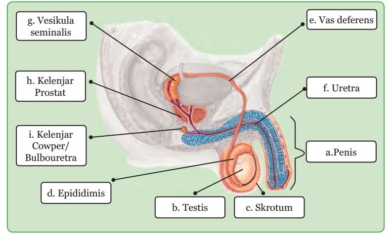 Detail Gambar Sistem Reproduksi Pada Laki Laki Nomer 4