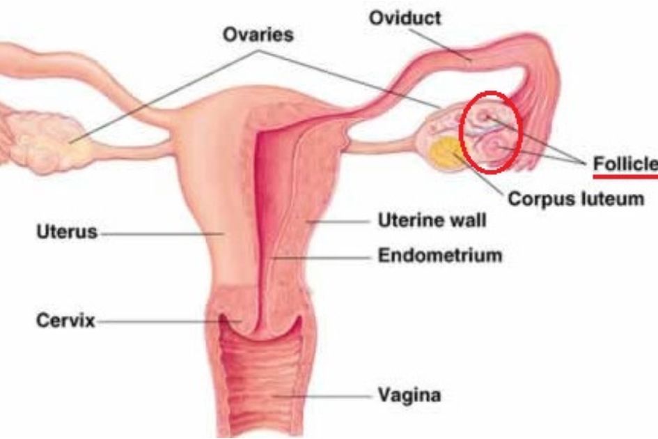Detail Gambar Sistem Reproduksi Pada Wanita Nomer 17