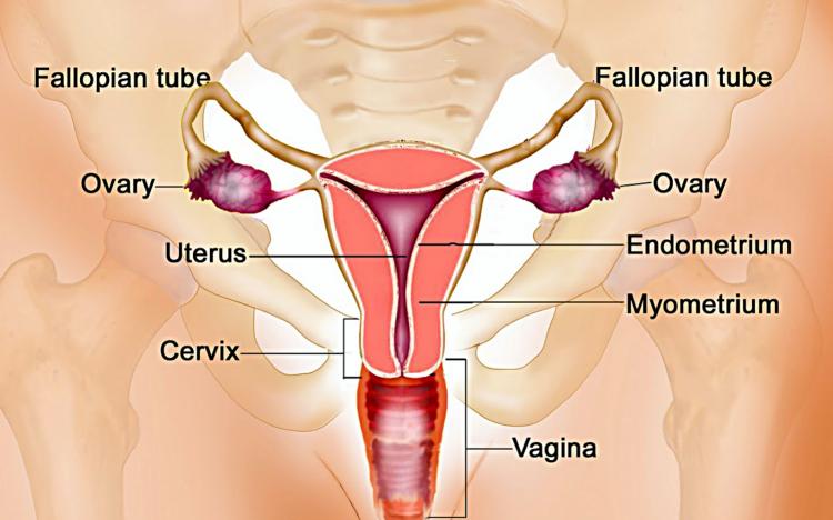 Detail Gambar Sistem Reproduksi Pada Wanita Nomer 19