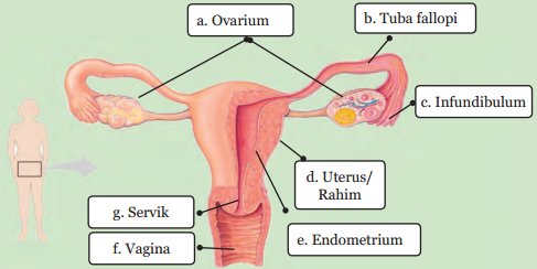 Detail Gambar Sistem Reproduksi Pada Wanita Nomer 20