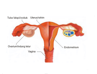 Detail Gambar Sistem Reproduksi Pada Wanita Nomer 23