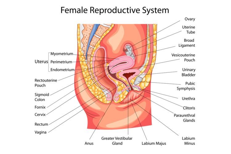 Detail Gambar Sistem Reproduksi Pada Wanita Nomer 3
