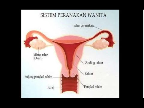 Detail Gambar Sistem Reproduksi Pada Wanita Nomer 28