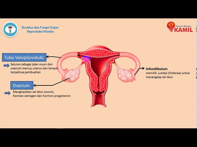 Detail Gambar Sistem Reproduksi Pada Wanita Nomer 33