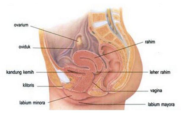 Detail Gambar Sistem Reproduksi Pada Wanita Nomer 34